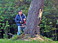John Martin fells a tree